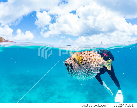 A half-surface shot of an inflating porcupine fish. Beautiful coral reefs and schools of tropical fish. Zamami Island and Amuro Island, Kerama Islands, Shimajiri District 132247191