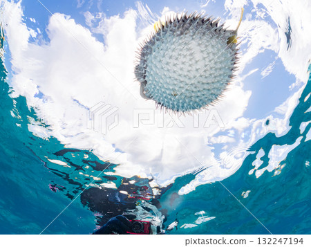 A half-surface shot of an inflating porcupine fish. Beautiful coral reefs and schools of tropical fish. Zamami Island and Amuro Island, Kerama Islands, Shimajiri District A half-surface shot of an inflating porcupine fish. Beautiful coral reefs and schools of tropical fish. Zamami Island and Amuro Island, Kerama Islands, Shimajiri District 132247194
