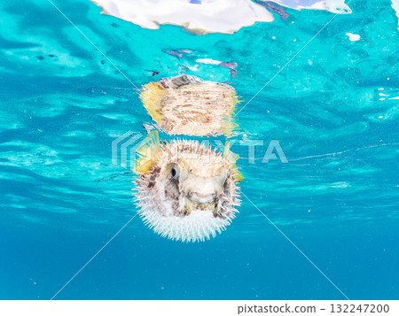 A half-surface shot of an inflating porcupine fish. Beautiful coral reefs and schools of tropical fish. Zamami Island and Amuro Island, Kerama Islands, Shimajiri District A half-surface shot of an inflating porcupine fish. Beautiful coral reefs and schools of tropical fish. Zamami Island and Amuro Island, Kerama Islands, Shimajiri District 132247200