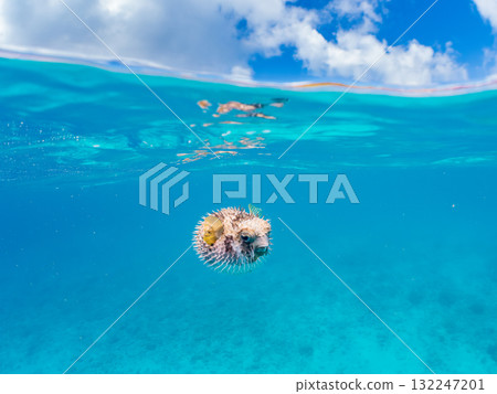 一隻正在膨脹的刺魨的半水面照片。美麗的珊瑚礁和成群的熱帶魚。島尻郡慶良間諸島座間味島和阿室島 一隻正在膨脹的刺魨的半水面照片。美麗的珊瑚礁和成群的熱帶魚。島尻郡慶良間諸島座間味島和阿室島 132247201