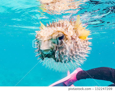 A half-surface shot of an inflating porcupine fish. Beautiful coral reefs and schools of tropical fish. Zamami Island and Amuro Island, Kerama Islands, Shimajiri District 132247209