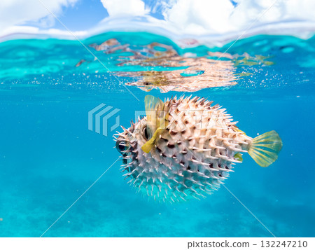 A half-surface shot of an inflating porcupine fish. Beautiful coral reefs and schools of tropical fish. Zamami Island and Amuro Island, Kerama Islands, Shimajiri District 132247210