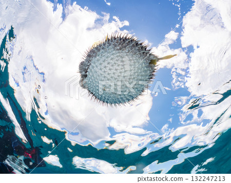 A half-surface shot of an inflating porcupine fish. Beautiful coral reefs and schools of tropical fish. Zamami Island and Amuro Island, Kerama Islands, Shimajiri District A half-surface shot of an inflating porcupine fish. Beautiful coral reefs and schools of tropical fish. Zamami Island and Amuro Island, Kerama Islands, Shimajiri District 132247213