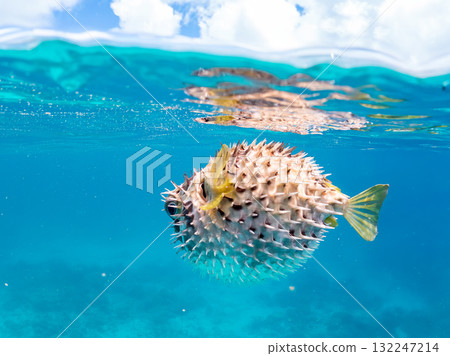 一隻正在膨脹的刺魨的半水面照片。美麗的珊瑚礁和成群的熱帶魚。島尻郡慶良間諸島座間味島和阿室島 一隻正在膨脹的刺魨的半水面照片。美麗的珊瑚礁和成群的熱帶魚。島尻郡慶良間諸島座間味島和阿室島 132247214