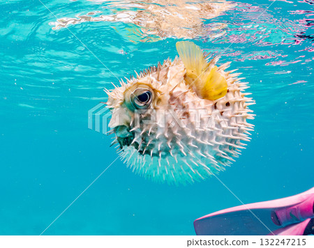 A half-surface shot of an inflating porcupine fish. Beautiful coral reefs and schools of tropical fish. Zamami Island and Amuro Island, Kerama Islands, Shimajiri District A half-surface shot of an inflating porcupine fish. Beautiful coral reefs and schools of tropical fish. Zamami Island and Amuro Island, Kerama Islands, Shimajiri District 132247215