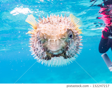 A half-surface shot of an inflating porcupine fish. Beautiful coral reefs and schools of tropical fish. Zamami Island and Amuro Island, Kerama Islands, Shimajiri District 132247217