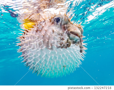 A half-surface shot of an inflating porcupine fish. Beautiful coral reefs and schools of tropical fish. Zamami Island and Amuro Island, Kerama Islands, Shimajiri District 132247218