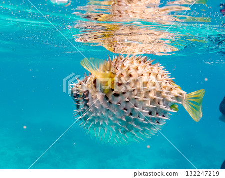 A half-surface shot of an inflating porcupine fish. Beautiful coral reefs and schools of tropical fish. Zamami Island and Amuro Island, Kerama Islands, Shimajiri District A half-surface shot of an inflating porcupine fish. Beautiful coral reefs and schools of tropical fish. Zamami Island and Amuro Island, Kerama Islands, Shimajiri District 132247219