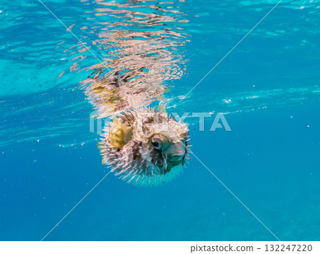 A half-surface shot of an inflating porcupine fish. Beautiful coral reefs and schools of tropical fish. Zamami Island and Amuro Island, Kerama Islands, Shimajiri District 132247220