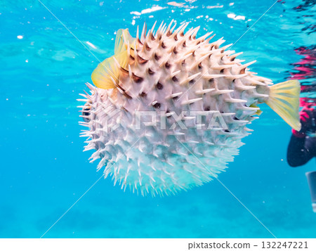 A half-surface shot of an inflating porcupine fish. Beautiful coral reefs and schools of tropical fish. Zamami Island and Amuro Island, Kerama Islands, Shimajiri District 132247221