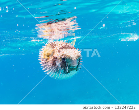 A half-surface shot of an inflating porcupine fish. Beautiful coral reefs and schools of tropical fish. Zamami Island and Amuro Island, Kerama Islands, Shimajiri District 132247222