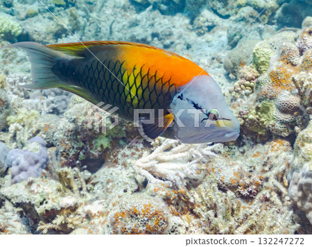 Beautiful Gichiwrasse and other fish. Beautiful coral reefs and schools of tropical fish. Okinawa Prefecture, Shimajiri District, Kerama Islands, Zamami Island, Amuro Island - 2025 Beautiful Gichiwrasse and other fish. Beautiful coral reefs and schools of tropical fish. Okinawa Prefecture, Shimajiri District, Kerama Islands, Zamami Island, Amuro Island - 2025 132247272