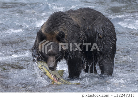 Brown bear caught a wolf Brown bear caught a wolf 132247315