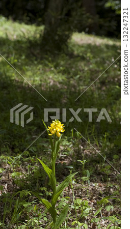 Kinran Kinran 132247321