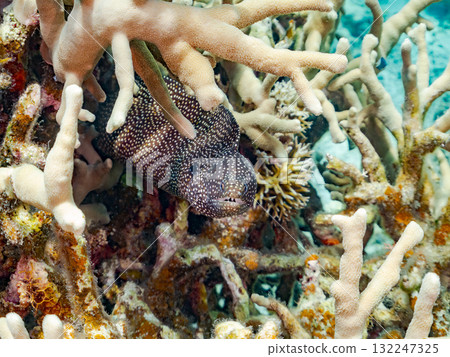 美麗的花鰻魚等生物。美麗的珊瑚礁和成群的熱帶魚。沖繩縣島尻郡慶良間諸島、座間味島、阿室島 2025 美麗的花鰻魚等生物。美麗的珊瑚礁和成群的熱帶魚。沖繩縣島尻郡慶良間諸島、座間味島、阿室島 2025 132247325