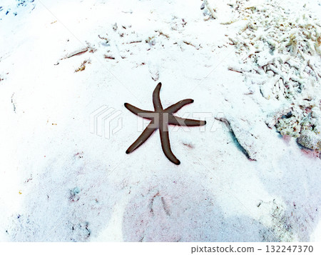 沙灘上的藍色海星。美麗的珊瑚礁和成群的熱帶魚。沖繩縣島尻郡慶良間諸島座間味島阿室島 - 2025 132247370