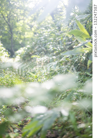 清新綠色森林生態形像大山京都 132247387