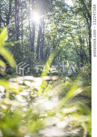 清新綠色森林生態形像大山京都 132247388