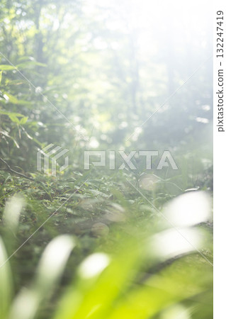 清新綠色森林生態形像大山京都 清新綠色森林生態形像大山京都 132247419