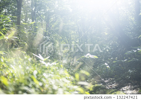 清新綠色森林生態形像大山京都 清新綠色森林生態形像大山京都 132247421