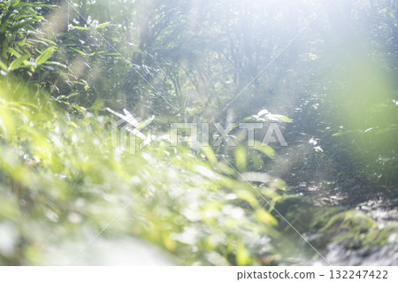 Fresh green forest eco image Oyama Kyoganari 132247422