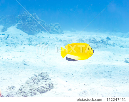 美麗的神仙魚和其他魚類。美麗的珊瑚礁和熱帶魚群。沖繩縣島尻郡慶良間諸島、座間味島、阿室島 - 2025 132247431