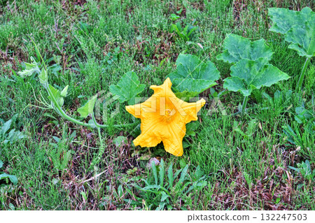 大黃色南瓜花(秋季,十月) 大黃色南瓜花(秋季,十月) 132247503