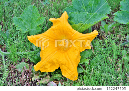 Large yellow pumpkin flower (autumn, October) 132247505