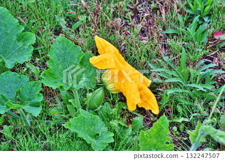 Large yellow pumpkin flower (autumn, October) 132247507