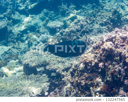 Large Crested Wrasse and other fish. Beautiful coral reefs and schools of tropical fish. Okinawa Prefecture, Shimajiri District, Kerama Islands, Zamami Island, Amuro Island - 2025 132247565