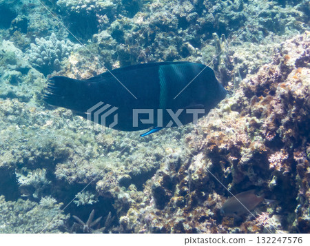 大型鳳頭瀨魚和其他魚類。美麗的珊瑚礁和熱帶魚群。沖繩縣島尻郡慶良間諸島、座間味島、阿室島 - 2025 大型鳳頭瀨魚和其他魚類。美麗的珊瑚礁和熱帶魚群。沖繩縣島尻郡慶良間諸島、座間味島、阿室島 - 2025 132247576