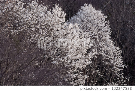 Kobushi Kobushi 132247588