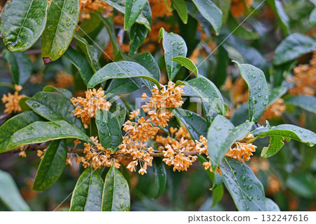 橙桂花(秋、十月) 橙桂花(秋、十月) 132247616