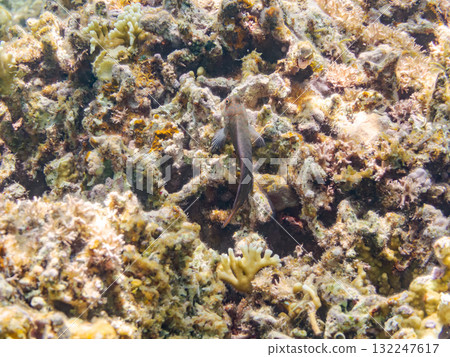 鬃毛躄魚和其他魚類。美麗的珊瑚礁和成群的熱帶魚。沖繩縣島尻郡慶良間諸島阿室島座間味島 - 2025 132247617