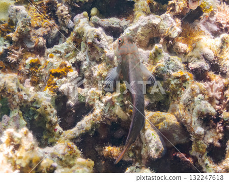 鬃毛躄魚和其他魚類。美麗的珊瑚礁和成群的熱帶魚。沖繩縣島尻郡慶良間諸島阿室島座間味島 - 2025 鬃毛躄魚和其他魚類。美麗的珊瑚礁和成群的熱帶魚。沖繩縣島尻郡慶良間諸島阿室島座間味島 - 2025 132247618