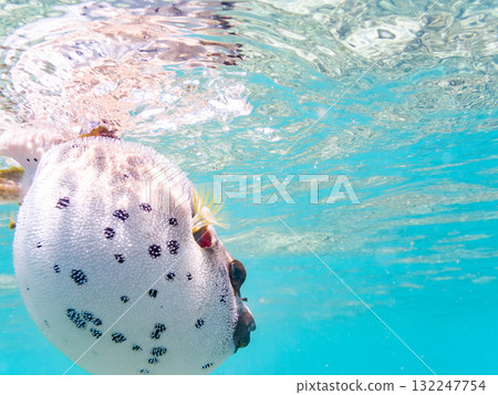 A half-surface shot of an angry black pufferfish puffing up. Beautiful coral reefs and schools of tropical fish. Zamami Island, Amuro Island, Kerama Islands, Shimajiri District, Okinawa Prefecture. A half-surface shot of an angry black pufferfish puffing up. Beautiful coral reefs and schools of tropical fish. Zamami Island, Amuro Island, Kerama Islands, Shimajiri District, Okinawa Prefecture. 132247754