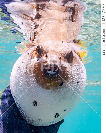 一隻憤怒的黑色河豚在水面上半浮半浮。美麗的珊瑚礁和成群的熱帶魚。沖繩縣島尻郡慶良間諸島阿穆羅島座間味島。 一隻憤怒的黑色河豚在水面上半浮半浮。美麗的珊瑚礁和成群的熱帶魚。沖繩縣島尻郡慶良間諸島阿穆羅島座間味島。 132247770