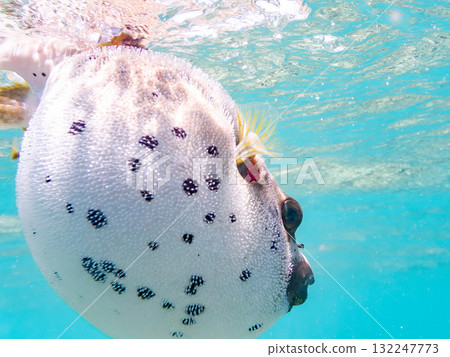 A half-surface shot of an angry black pufferfish puffing up. Beautiful coral reefs and schools of tropical fish. Zamami Island, Amuro Island, Kerama Islands, Shimajiri District, Okinawa Prefecture. 132247773