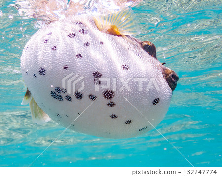 A half-surface shot of an angry black pufferfish puffing up. Beautiful coral reefs and schools of tropical fish. Zamami Island, Amuro Island, Kerama Islands, Shimajiri District, Okinawa Prefecture. 132247774