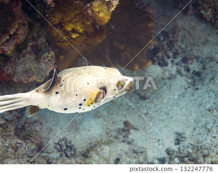 A half-surface shot of an angry black pufferfish puffing up. Beautiful coral reefs and schools of tropical fish. Zamami Island, Amuro Island, Kerama Islands, Shimajiri District, Okinawa Prefecture. A half-surface shot of an angry black pufferfish puffing up. Beautiful coral reefs and schools of tropical fish. Zamami Island, Amuro Island, Kerama Islands, Shimajiri District, Okinawa Prefecture. 132247776