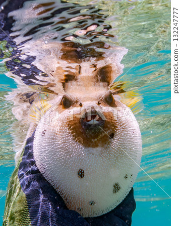 A half-surface shot of an angry black pufferfish puffing up. Beautiful coral reefs and schools of tropical fish. Zamami Island, Amuro Island, Kerama Islands, Shimajiri District, Okinawa Prefecture. 132247777