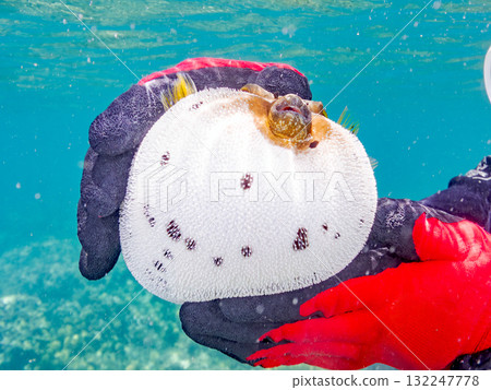 A half-surface shot of an angry black pufferfish puffing up. Beautiful coral reefs and schools of tropical fish. Zamami Island, Amuro Island, Kerama Islands, Shimajiri District, Okinawa Prefecture. 132247778