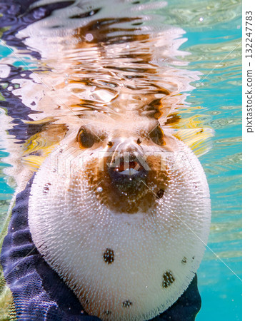 A half-surface shot of an angry black pufferfish puffing up. Beautiful coral reefs and schools of tropical fish. Zamami Island, Amuro Island, Kerama Islands, Shimajiri District, Okinawa Prefecture. A half-surface shot of an angry black pufferfish puffing up. Beautiful coral reefs and schools of tropical fish. Zamami Island, Amuro Island, Kerama Islands, Shimajiri District, Okinawa Prefecture. 132247783