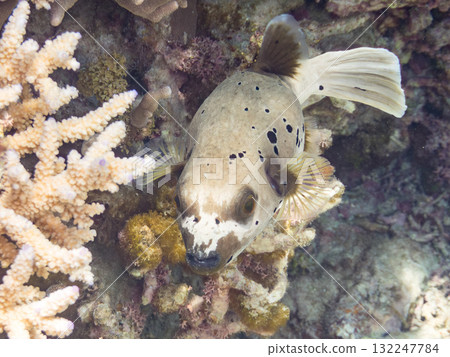A half-surface shot of an angry black pufferfish puffing up. Beautiful coral reefs and schools of tropical fish. Zamami Island, Amuro Island, Kerama Islands, Shimajiri District, Okinawa Prefecture. 132247784