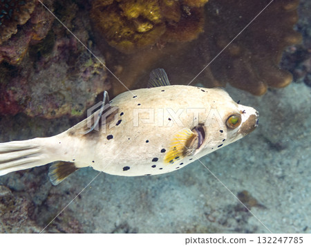 A half-surface shot of an angry black pufferfish puffing up. Beautiful coral reefs and schools of tropical fish. Zamami Island, Amuro Island, Kerama Islands, Shimajiri District, Okinawa Prefecture. A half-surface shot of an angry black pufferfish puffing up. Beautiful coral reefs and schools of tropical fish. Zamami Island, Amuro Island, Kerama Islands, Shimajiri District, Okinawa Prefecture. 132247785