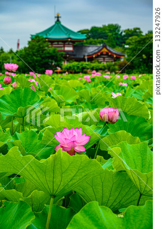 蓮花(上野公園不忍池) 蓮花(上野公園不忍池) 132247926