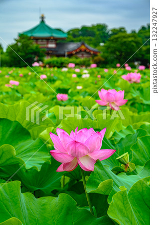 蓮花(上野公園不忍池) 蓮花(上野公園不忍池) 132247927