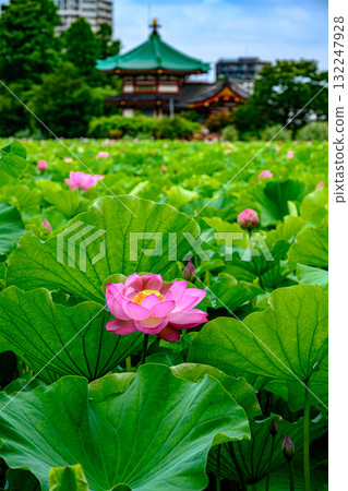 蓮花(上野公園不忍池) 蓮花(上野公園不忍池) 132247928
