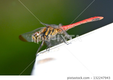 Male squirrel darters have bright red abdomens when they reach maturity. Male squirrel darters have bright red abdomens when they reach maturity. 132247943