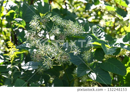 牛土花、當歸樹和嫩芽是天婦羅和其他菜餚的原料。 132248153